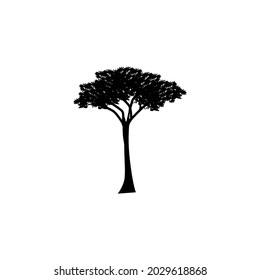 Vector silhouette of acacia tree. African flora