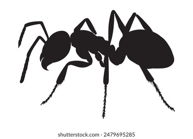 vector silhouette of an ant