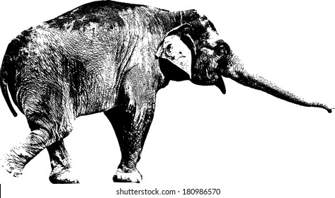 Vector silhouette of an Asian Elephant scientifically known as Elephas Maximus. 