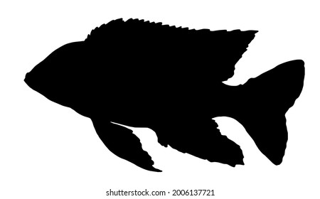 Vector silhouette of Aulonocara firefish fish. a black silhouette drawn by hand in the style of a sketch with a white background for a signboard, packaging, logo design template.fish from the aquarium