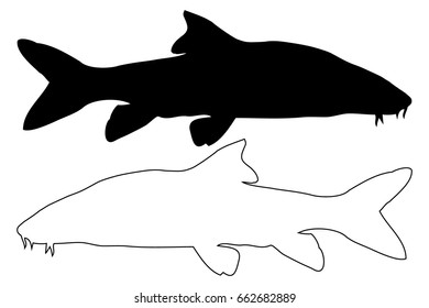 Vector silhouette of Barbel fish, (Barbus barbus). 