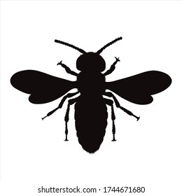 Vector silhouette of bee on white background. Symbol of animal.