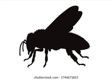 Vector silhouette of bee on white background. Symbol of animal.
