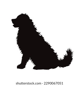 Vector silhouette of Bernese Mountain Dog on white background. Symbol of dog and pet.