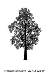 Vector silhouette of birch tree. Nature and ecology. Isolated vector silhouette of birch tree on a white background for social networks, posters, cards.