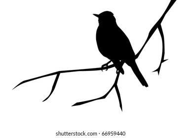 vector silhouette of a bird on the branch