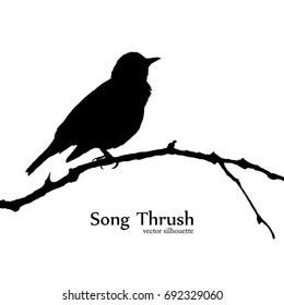 Vector silhouette of bird on branch 