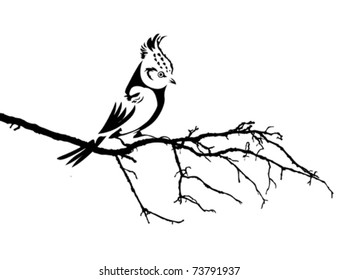 vector silhouette of the bird on branch