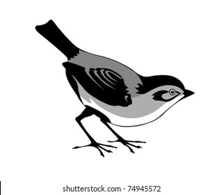vector silhouette of the bird on white background