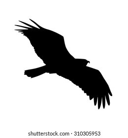 Vector silhouette of the Bird of Prey in flight with wings spread.