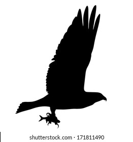 Vector silhouette of the Bird of Prey (Osprey) in flight with fish in its talons.