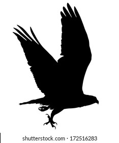 Vector Silhouette Of The Bird Of Prey (Osprey) In Flight With Talon Open.