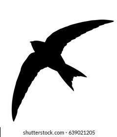 Vector silhouette of the Bird (Swift) in flight.