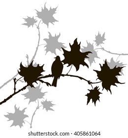 vector silhouette of bird at tree, hand drawn songbird at branch of maple