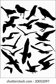 vector silhouette birds