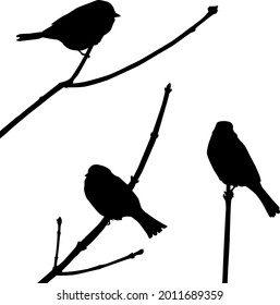 silueta vectorial de las aves en la rama