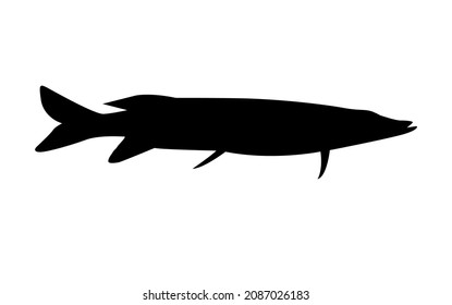 Vector silhouette in black color pike