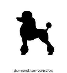 Vector silhouette in black color poodle dog