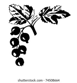 vector silhouette of the black currant on white background