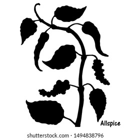 Vector silhouette of black pepper plant with leaves and peppercorns, isolated on white background. Botanical hand drawn illustration style. Natural allspice seasoning for eating and cooking