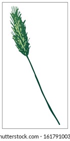 Vector silhouette of a blade of grass. Isolated drawing of herbs on a white background. Contour element for design in a floral style. Vector stock illustration
