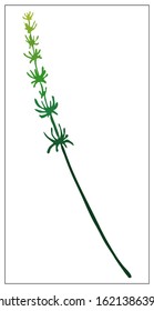 Vector silhouette of a blade of grass. Isolated drawing of herbs on a white background. Contour element for design in a floral style. Vector stock illustration