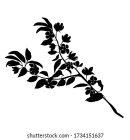 Vector silhouette of the branch of Apple or cherry trees with flowers, black color, isolated on white background