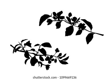 Vector silhouette of the branches of Apple or cherry trees with flowers, black color, isolated on white background