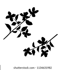 Vector silhouette of the branches of Apple or cherry trees with flowers, black color, isolated on white background