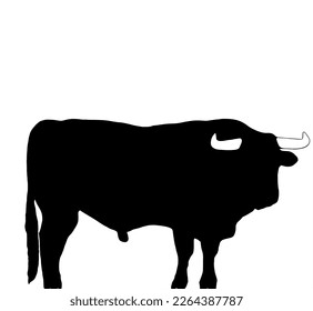 vector silhouette of a brave bull with white horns