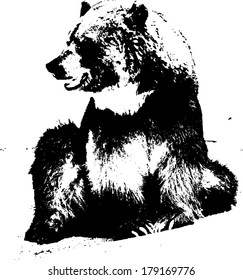 Vector silhouette of a brown bear, scientifically known as Ursus Arctos. 