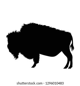 Vector silhouette of buffalo on white background.