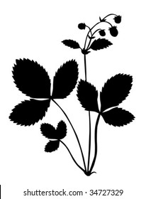 vector silhouette of the bush of the strawberry on white background