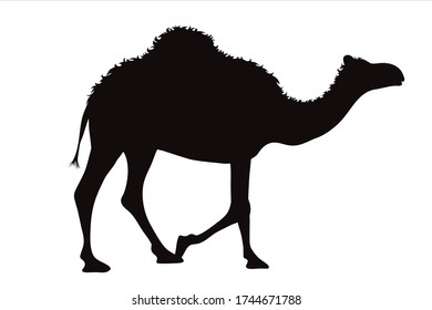 Silueta vectorial de camello sobre fondo blanco. Símbolo de animal.