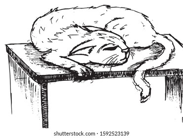 Vector silhouette of the cat, isolated on white background