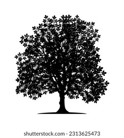 Vector silhouette of chestnut tree. Nature and ecology. Isolated vector silhouette of chestnut tree on a white background for social networks, posters, cards and more.