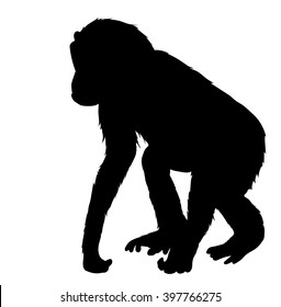 Vector silhouette of the Chimpanzee.