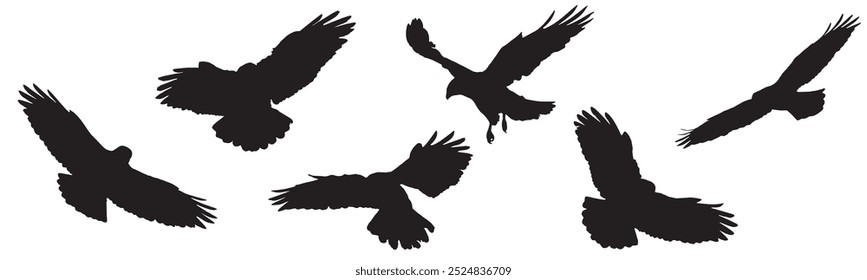 Vektor Silhouette Collection: Saubere und kühne Designs Raubvögel - Buzzard Buteo Buteo Fliegen