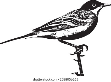 Vector Silhouette Collection: Clean and Bold Designs et of photographs of birds isolated on white background, textur