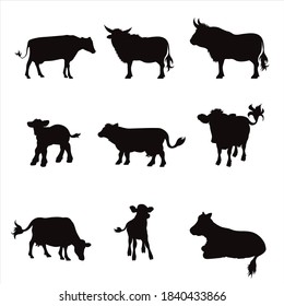 Vector silhouette of collection of cows and calf on white background. Symbol of farm animal.