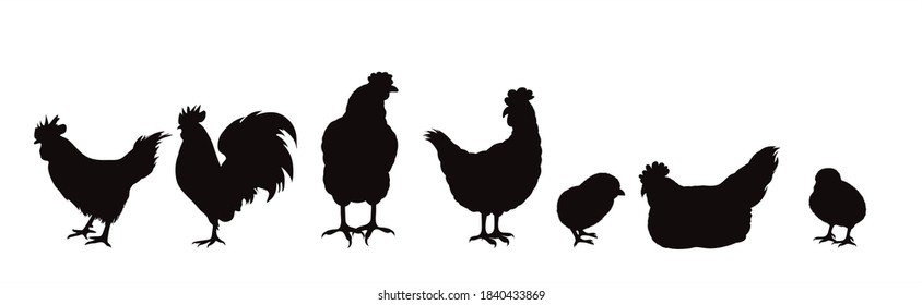 Vector Silhouette Of Collection Of Hens And Chickens On White Background. Symbol Of Farm Animal And Poultry.