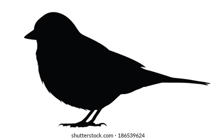 Vector silhouette of the Common Chaffinch standing. 