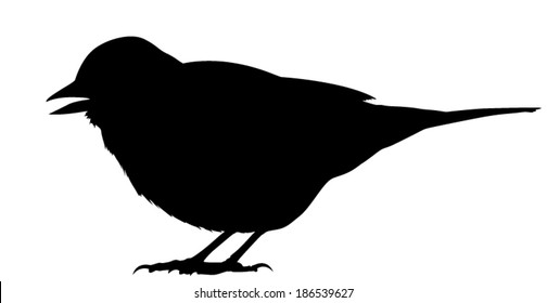 Vector silhouette of the Common Chaffinch standing and calling.