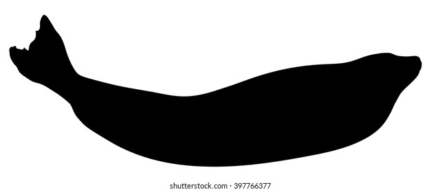 Vector silhouette of the Common Seal.