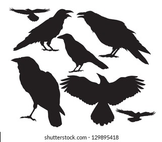 vector silhouette of a crow