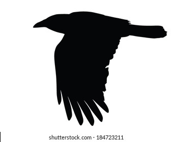 Vector silhouette of the Crow in flight.
