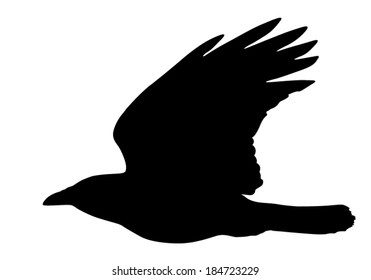 Vector silhouette of the Crow in flight.