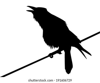 Vector silhouette of the crow perched on a wire and calling.