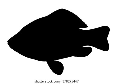 Vector silhouette of Crucian Carp