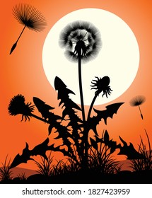 Vector silhouette of a dandelion.
Dandelion silhouette against sunset with seeds blowing in the wind. Black silhouettes of plants. Vector illustration. 
